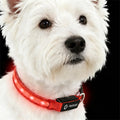 Super Bright USB-C Rechargeable LED Dog Safety Collar