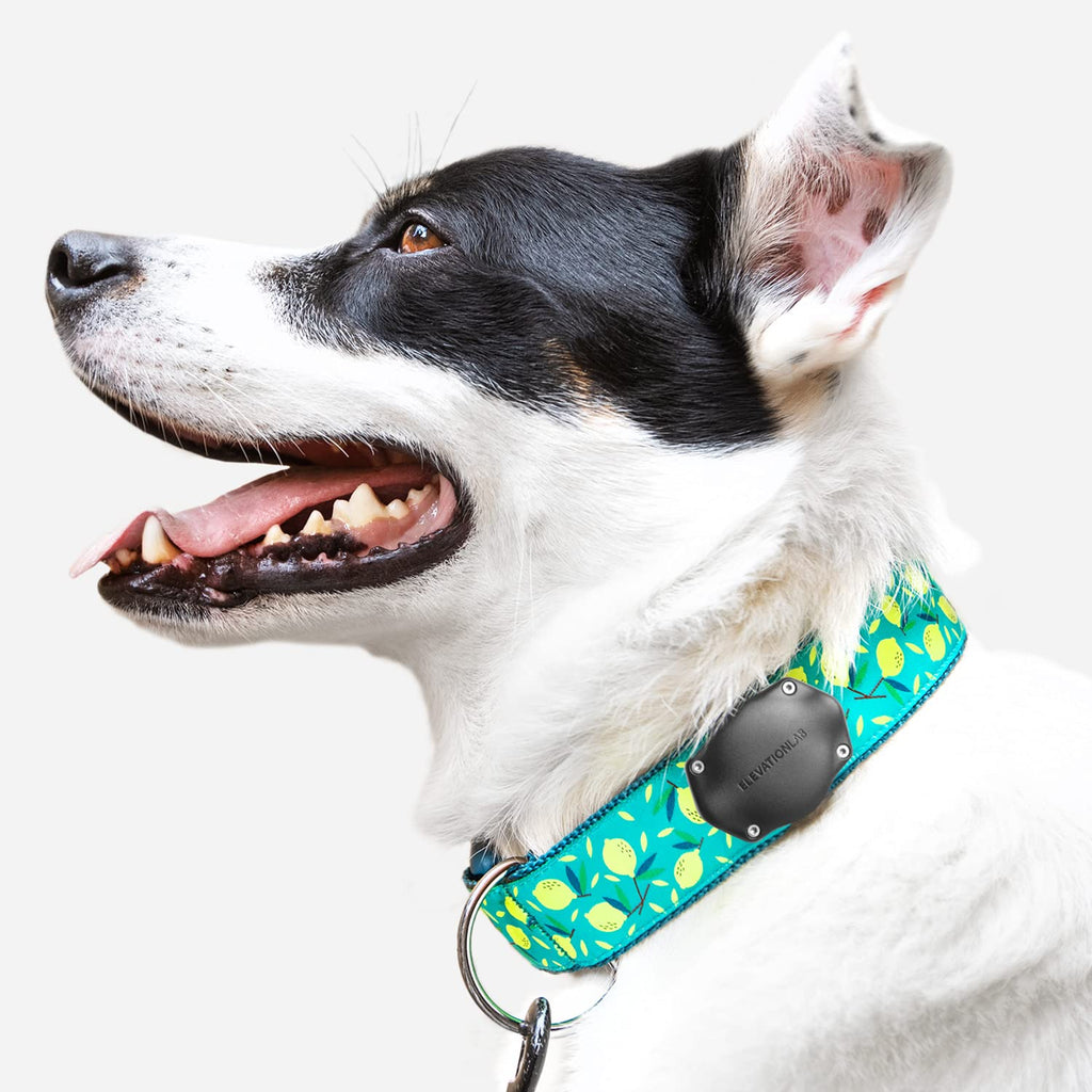 TagVault Pet: The Original AirTag Dog Collar Waterproof Mount, Ultra-Durable, Fits All Width Collars | Elevation Lab