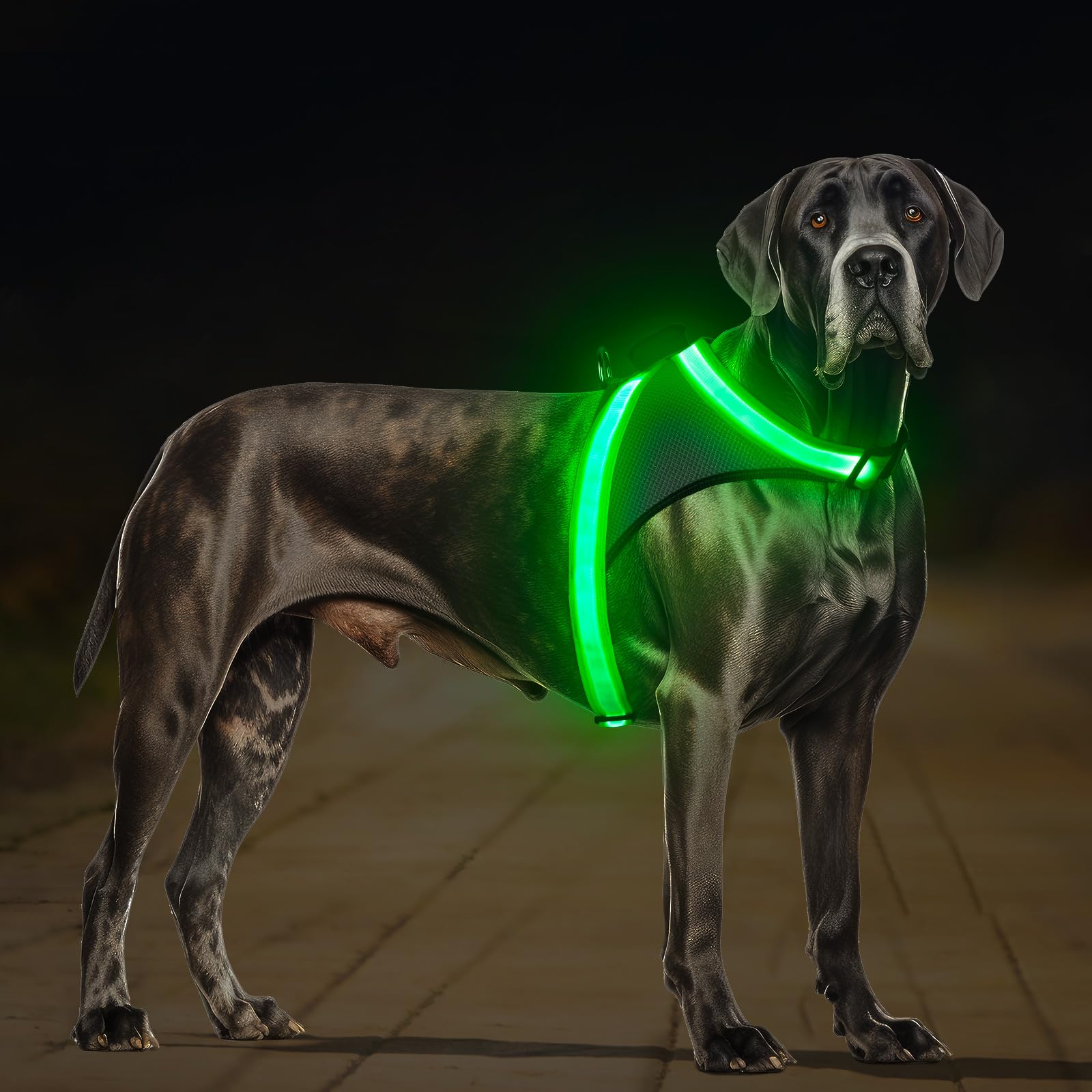 ChalkLit Light Up Dog Harness