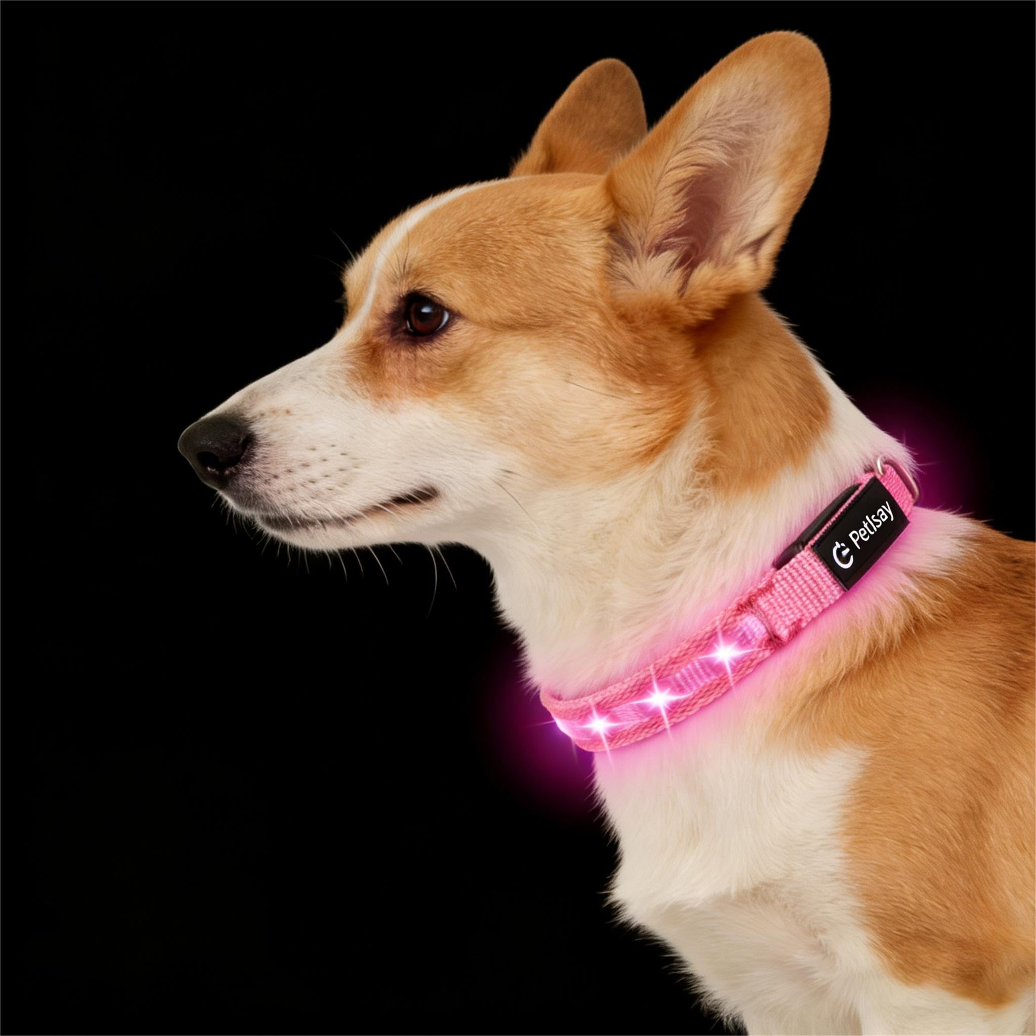 Super Bright USB-C Rechargeable LED Dog Safety Collar