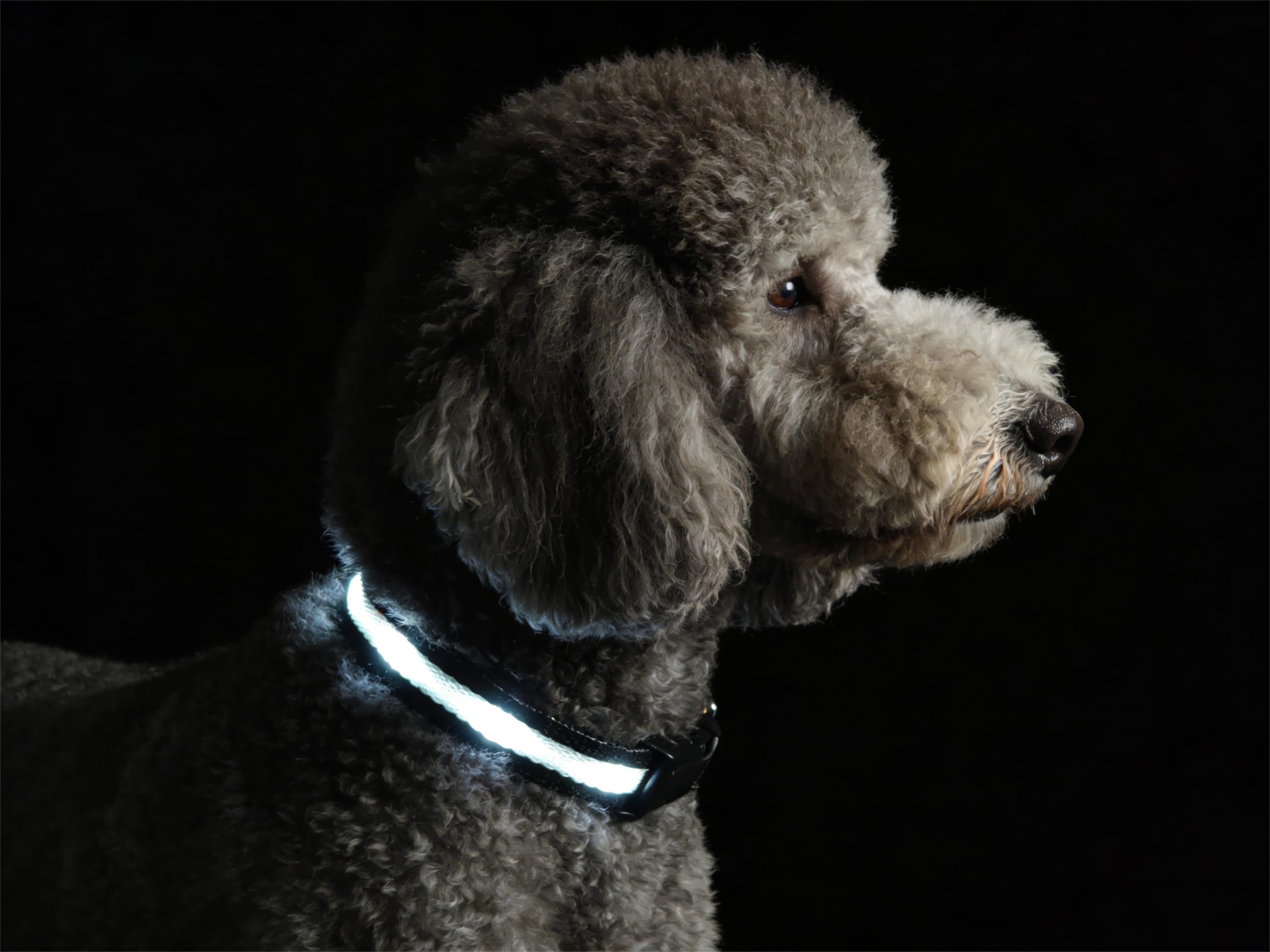 Super Bright USB-C Rechargeable LED Dog Safety Collar