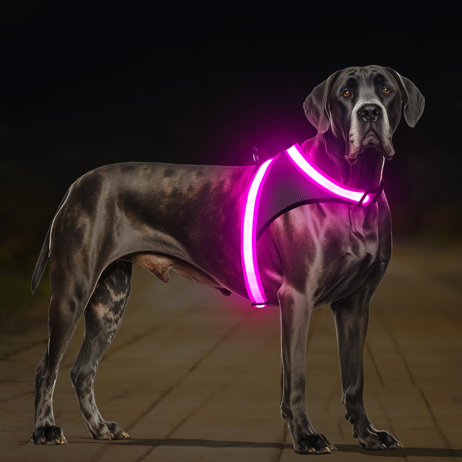 ChalkLit Light Up Dog Harness