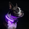 PetIsay Dog Light up Collar for Night Walking - High Visibility LED Dog Collar - Rechargeable - Waterproof - Reflective - Adjustable Lighted Glow Collars