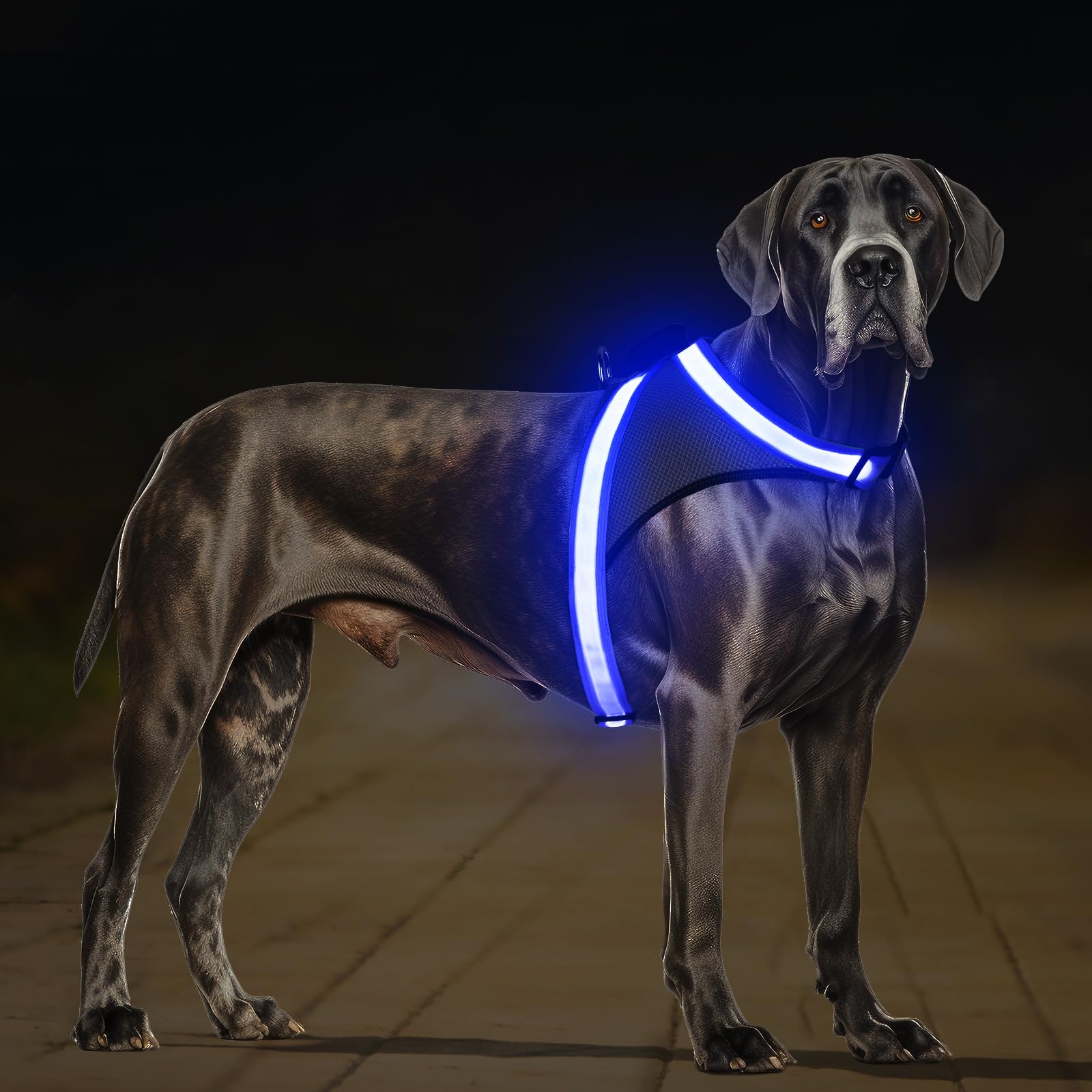 ChalkLit Light Up Dog Harness
